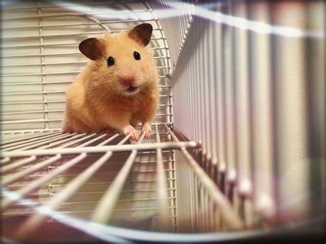 c hamster|The 5 Most Popular Hamster Species Kept as Pets